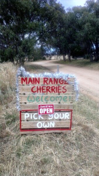 cherry picking tours from sydney